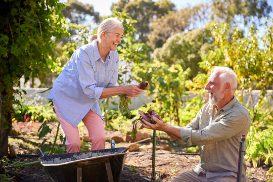 Retired Senior Couple Working In Vegetable Garden Or Allotment With Barrow At Home
