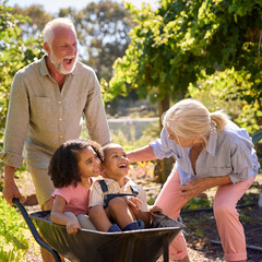 Grandchildren Pushed In Barrow By Grandparents Working In Vegetable Garden Or Allotment