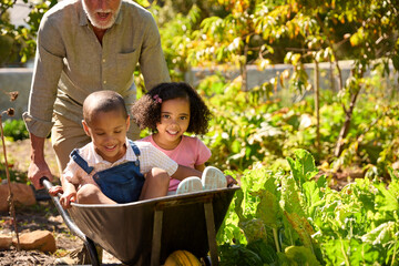 Close Up Of Grandchildren Pushed In Barrow By Grandfather Working In Vegetable Garden Or Allotment