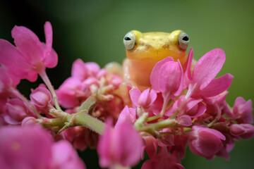 golden frog in the garden