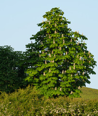 A young Horse Chestnut tree with bright new leaves and numerous large flower spikes.