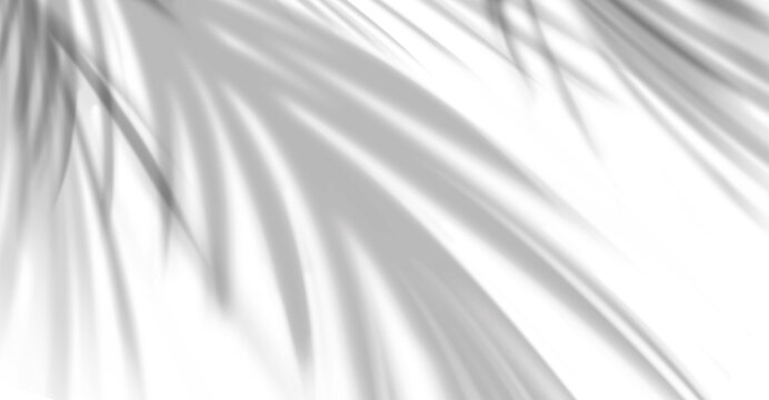 Coconut Palm Leaves Shadow, Tropical Leaf Overlay, Sunbeam from window.
