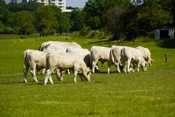 Fototapeta na wymiar Charolais is a breed of taurine beef cattle from the Charolais area surrounding Charolles. Hanover, Germany