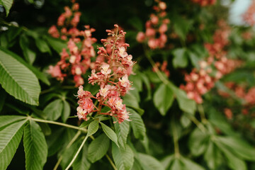 Selective Focus of a Red Horse-Chestnut Flowering Tree Branches