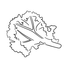 Vector illustration of kale in hand-drawn black sketch style. Doodle icon.
