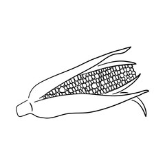 Doodle-style corn icon with a hand-drawn black sketch. Vector illustration.