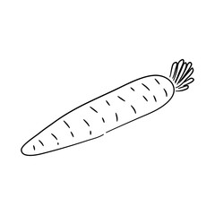 Vector illustration of a carrot in a doodle style with a hand-drawn black sketch.
