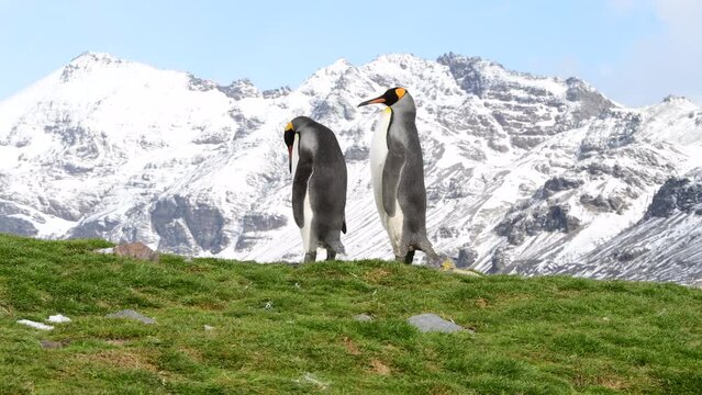 Two King Penguins on the hill in South Georgia