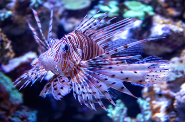 Fototapeta na wymiar lionfish in aquarium