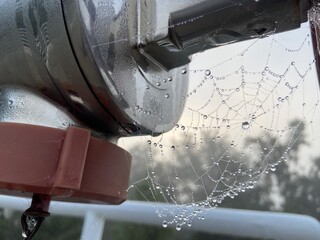 wet spider web