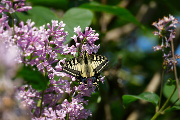 Old World Swallowtail or common yellow swallowtail (Papilio machaon) sitting on pink lilac in Zurich, Switzerland