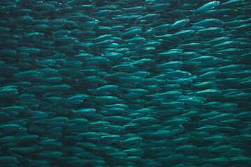 rencontre avec un banc de poissons