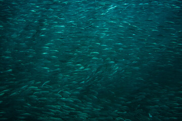 rencontre avec un banc de poissons