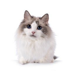 Fototapeta premium Pretty bicolor Ragdoll cat, laying down facing front. Looking at camera with dark blue eyes. Isolated on a white background.