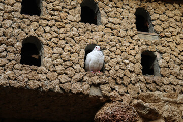 A White Dove in the Bird House Made of Stones
