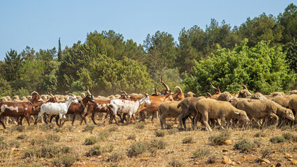 Obraz premium Troupeau en Provence.