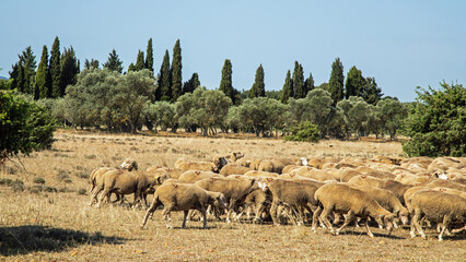 transhumance pour l'alpage.