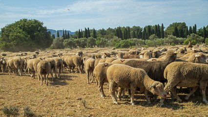 Paysage de Provence.
