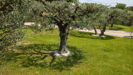 Bel olivier ancien.