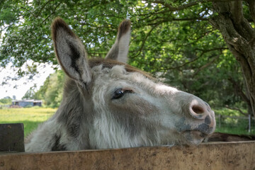 funny donkey with head over wooden fence. Close up portrait of mule donkey in paddock. farm animal 