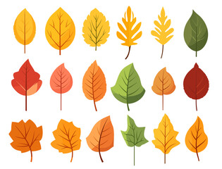 Fototapeta na wymiar autumn leaves collection, set of leaves, leaves collection