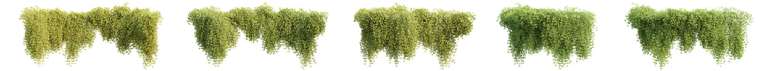 climber plants, creeper plants, photorealistic 3D rendering with transparent background, for illustration, digital composition, architecture visualization © ANDRIBENKY