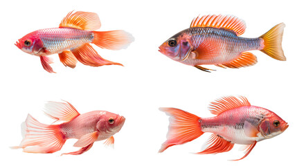 Set of exotic fish isolated on the transparent background PNG. AI generative.