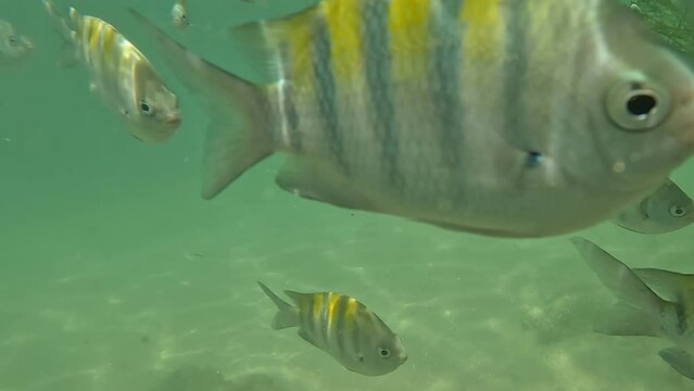 diving with fish