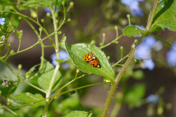 Frühling im Garten: Nahaufnahme von zwei Marienkäfer bei der Paarung auf einem Blatt