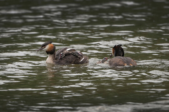 Great Crested Grebe new family