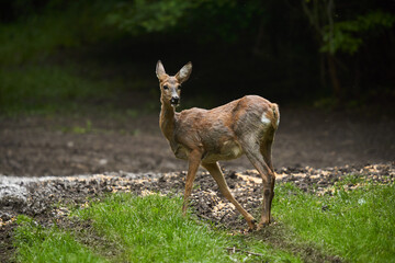Naklejka na ściany i meble Pregnant roe deer in the forest