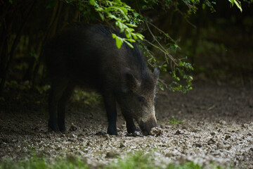 Young wild male hog in the forest