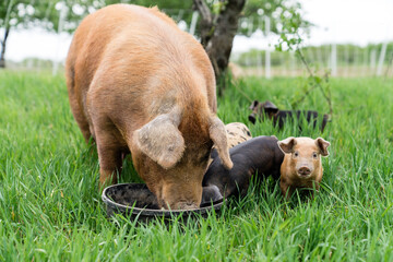 Mother pig eating slop with her baby piglets on a farm