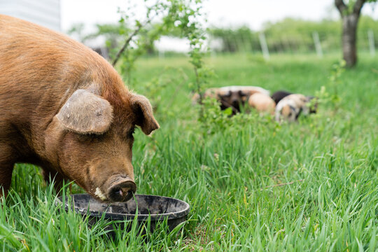 Mother Pig Eating Slop on Farm
