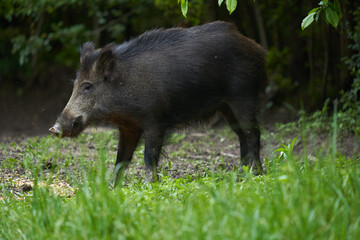 Young wild male hog in the forest