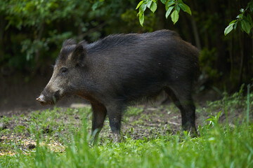 Young wild male hog in the forest