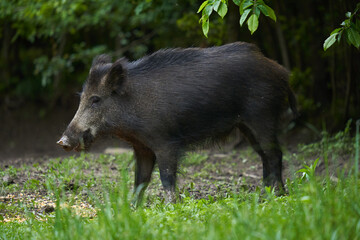 Young wild male hog in the forest