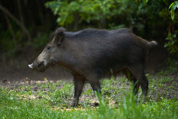 Young wild male hog in the forest