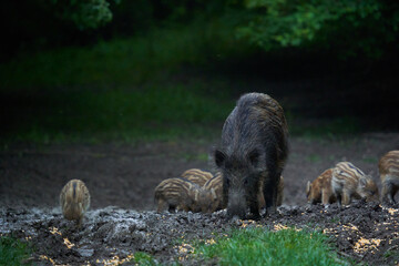 Herd of wild hogs in the forest