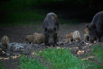 Herd of wild hogs in the forest