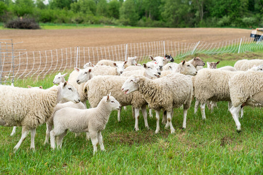 Flock of sheep outdoors on a farm