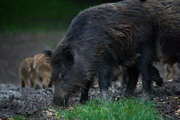 Herd of wild hogs in the forest