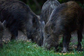 Herd of wild hogs in the forest
