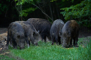 Herd of wild hogs in the forest