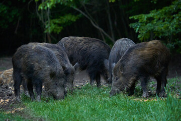 Herd of wild hogs in the forest