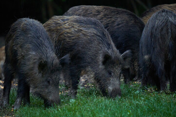 Herd of wild hogs in the forest