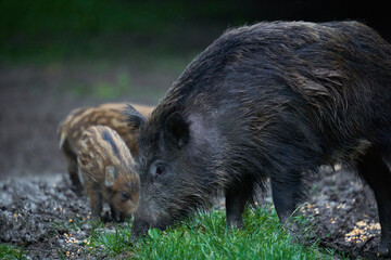 Herd of wild hogs in the forest