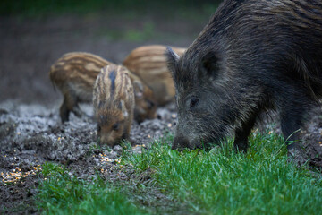 Herd of wild hogs in the forest
