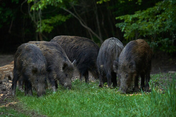 Herd of wild hogs in the forest
