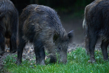 Herd of wild hogs in the forest